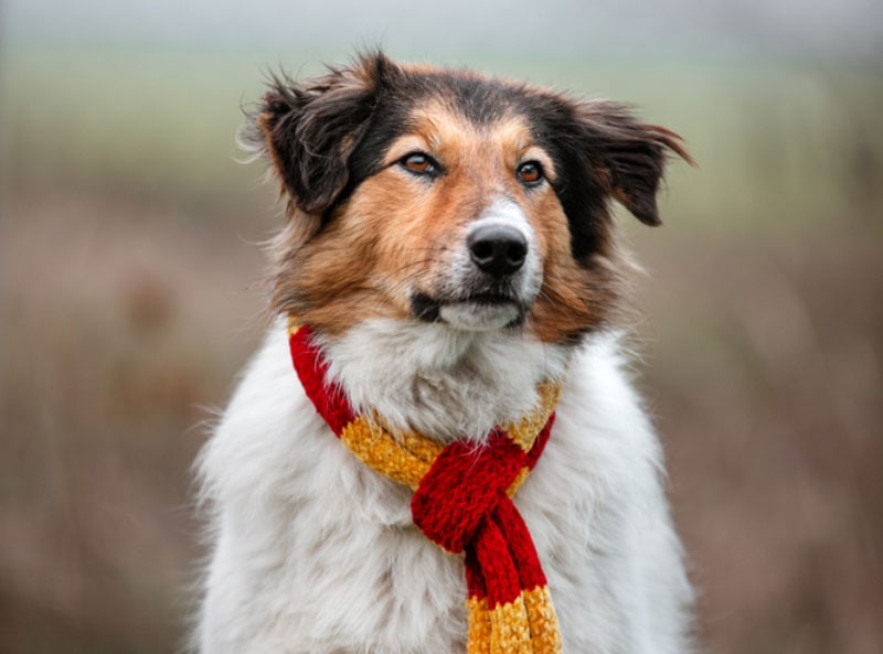 dog in a harry potter style gryffindor scarf