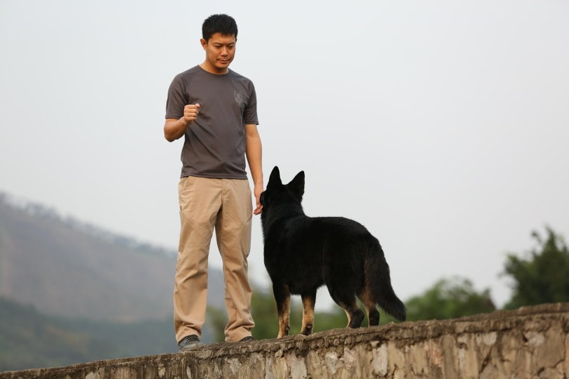 dog training