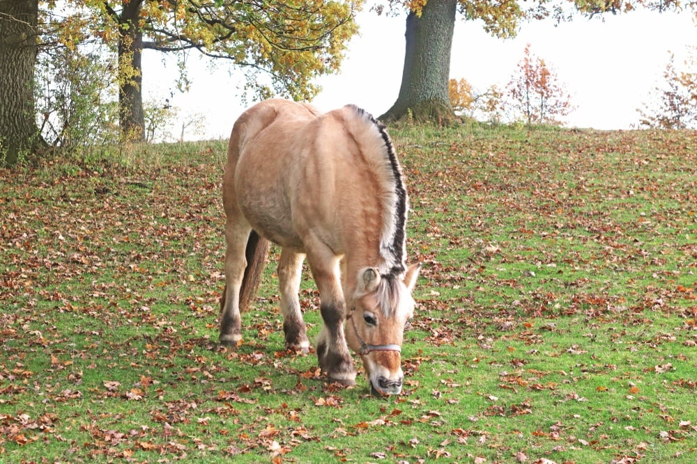 dun horse dorsal