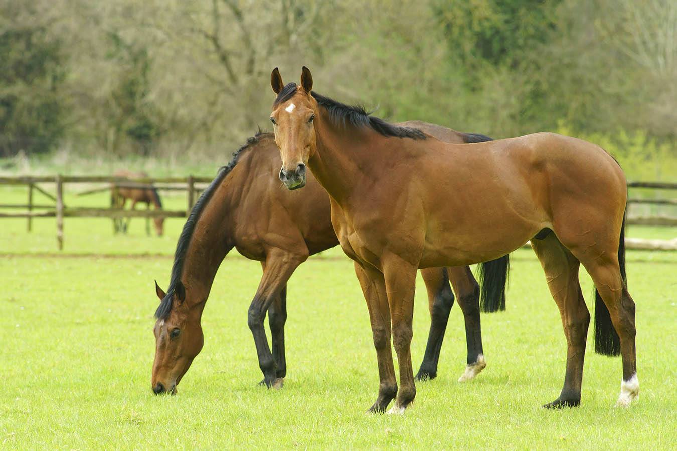 England Thoroughbred horses