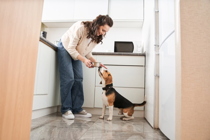feeding dog