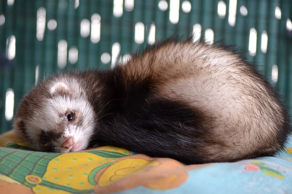 ferret lying down