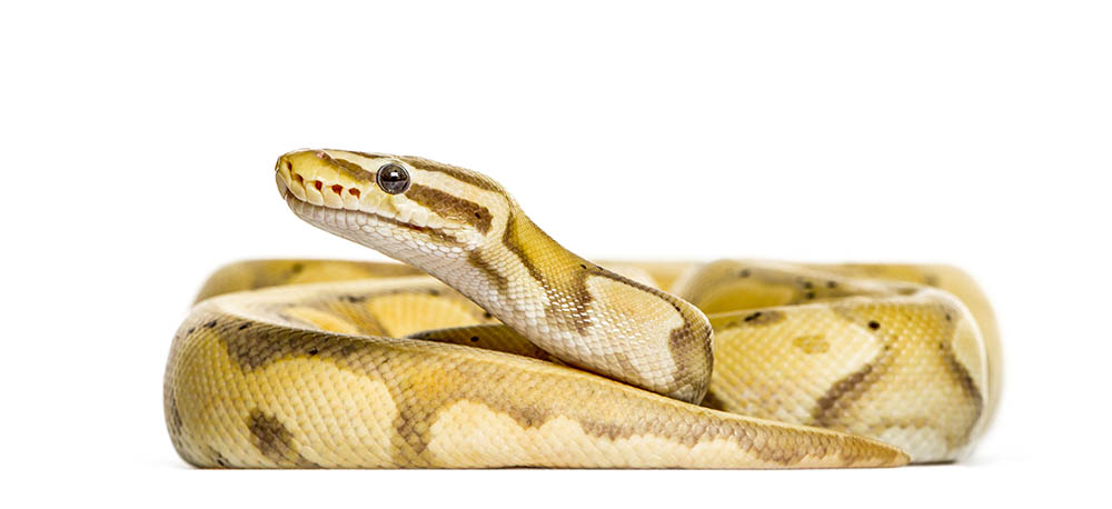 FIREFLY ball python 