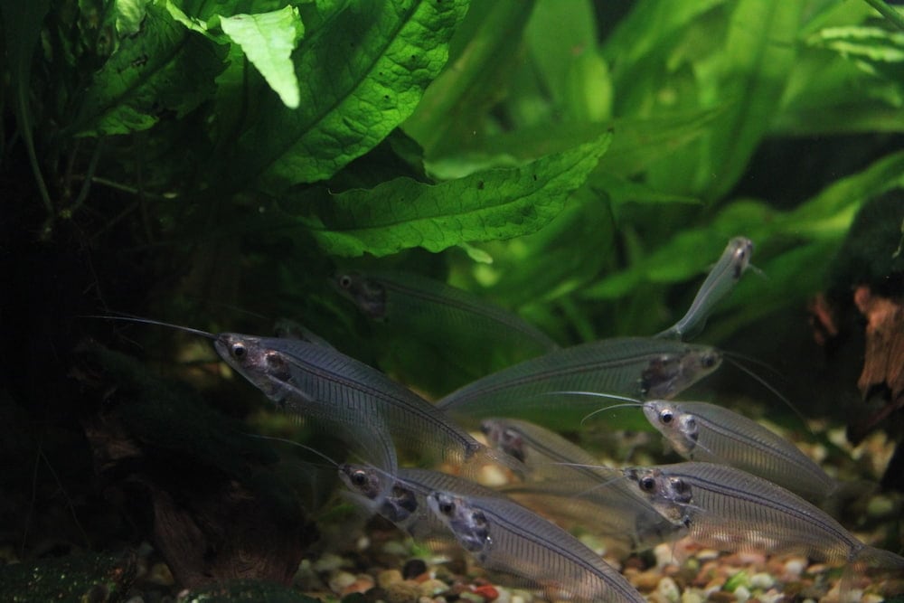 fish in a fish tank