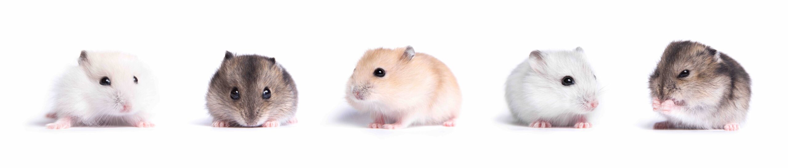 five hamsters
