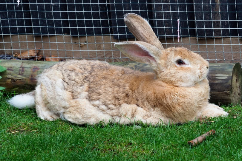 flemish giant rabbit lying on grass_nigel