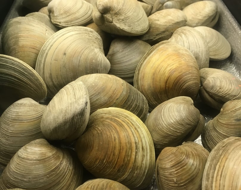 fresh clams