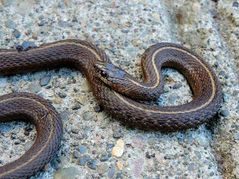 garter snake