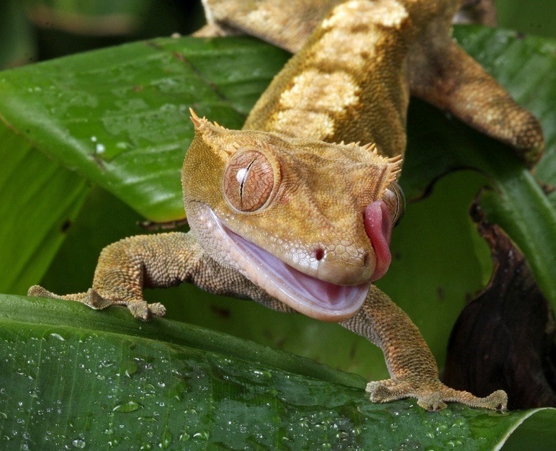 gecko-pixabay
