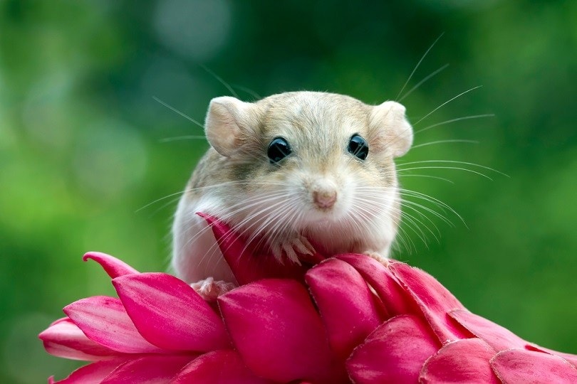 gerbil mouse_Kurit afshen_shutterstock