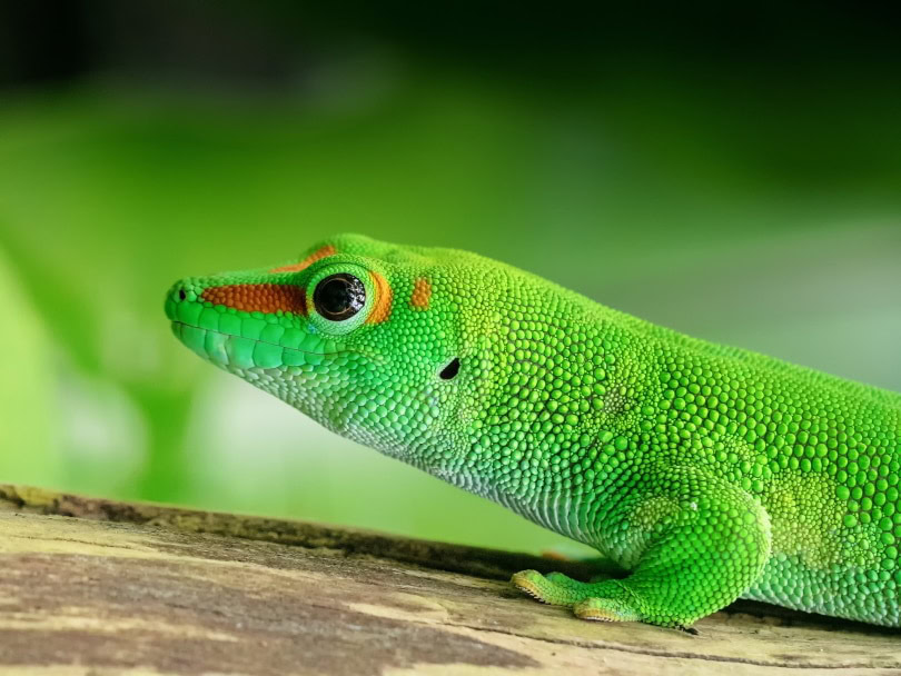 giant day gecko
