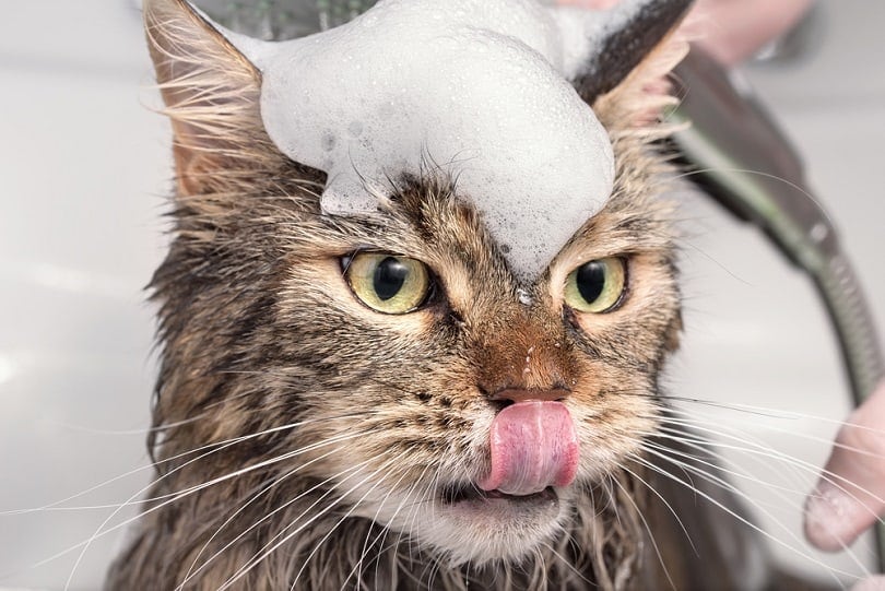 girl washing a cat