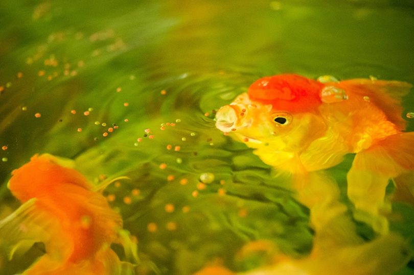 Goldfish eating fish food