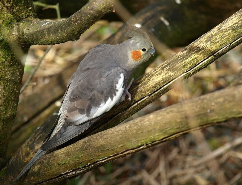 gray cockatiel-pixabay