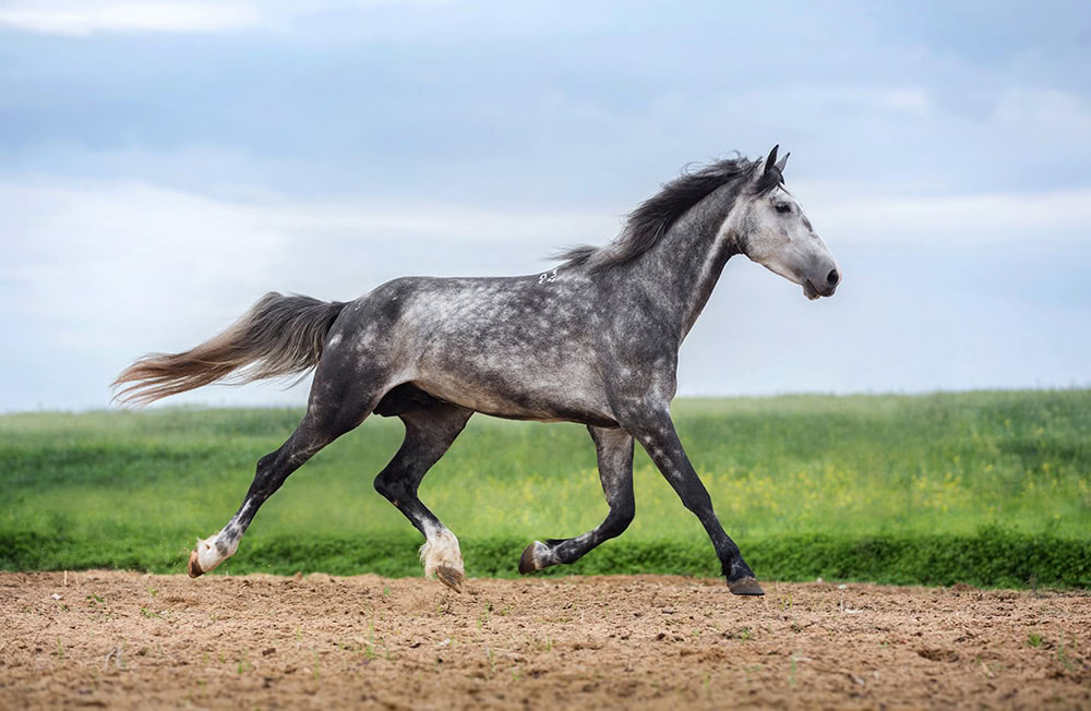 Gray Orlov trotter horse running 