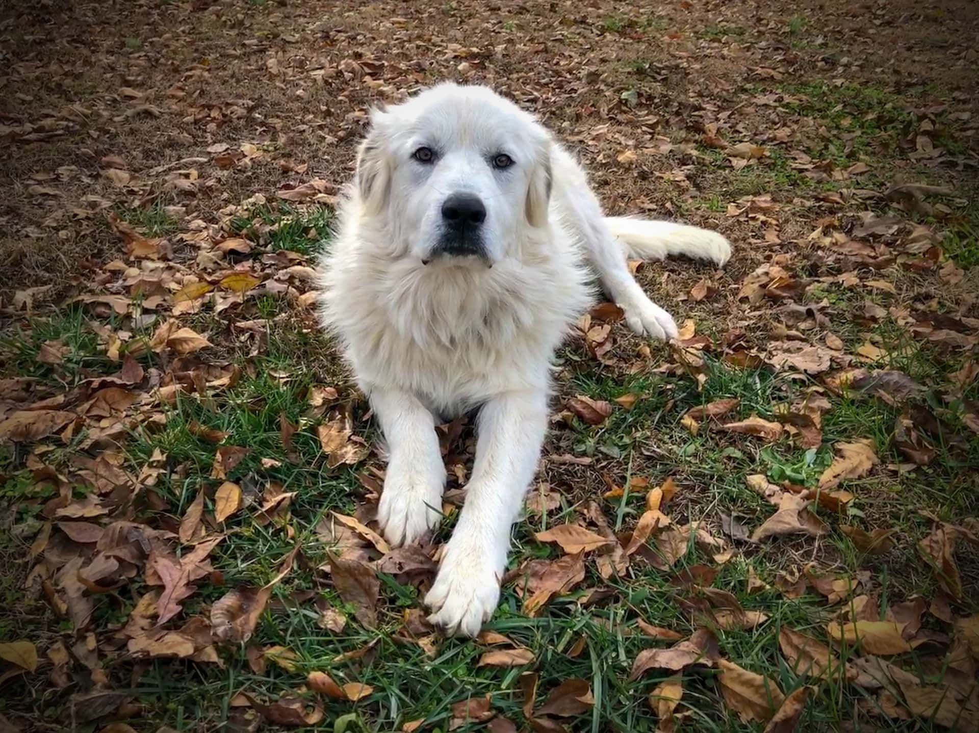 greatpyrenees- Pixabay