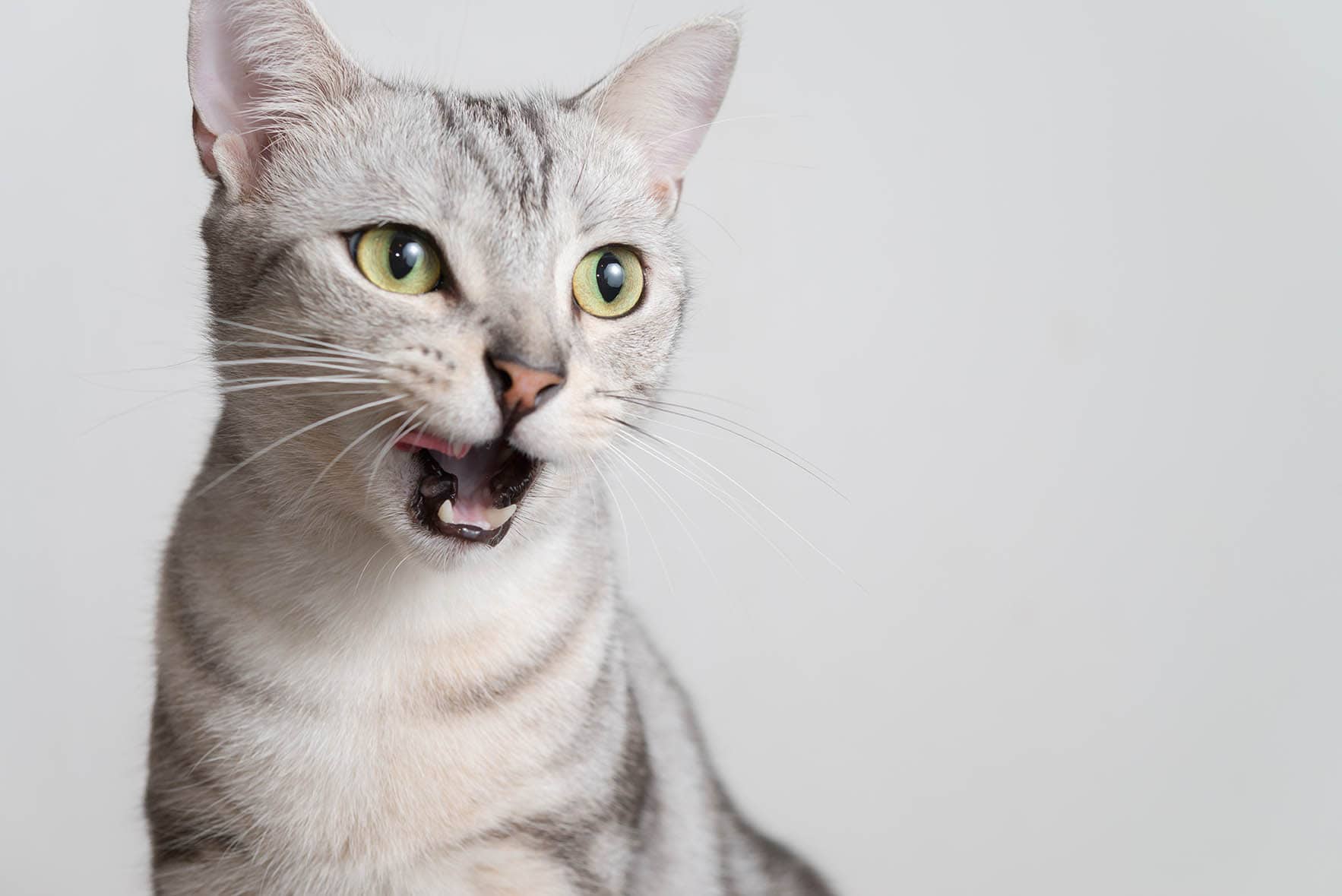 grey american shorthair cat