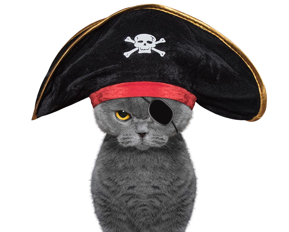 grey cat in pirate costume