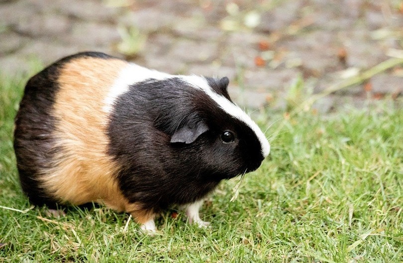 guinea pig on grass