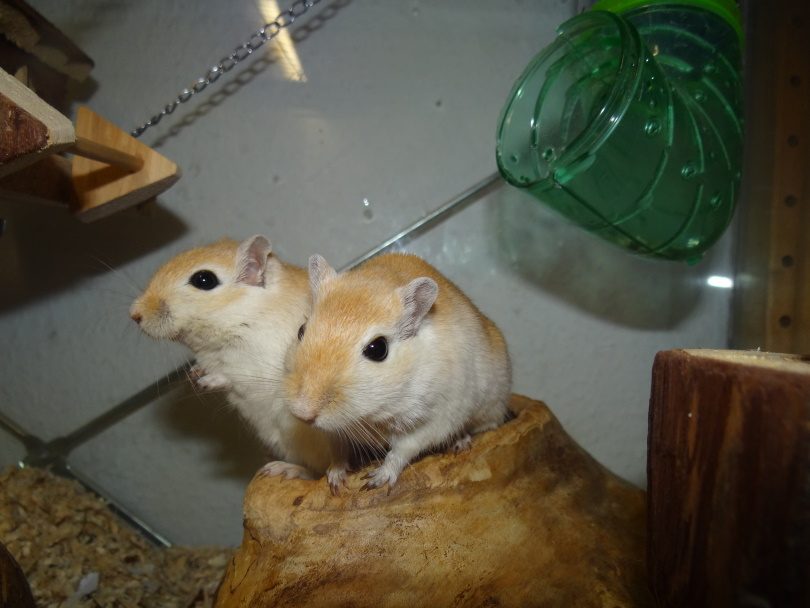 hamster