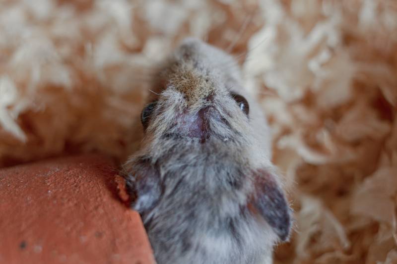 hamster experiencing hair loss