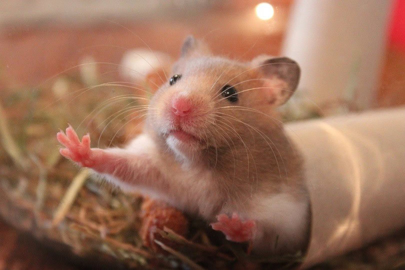 hamster-pixabay