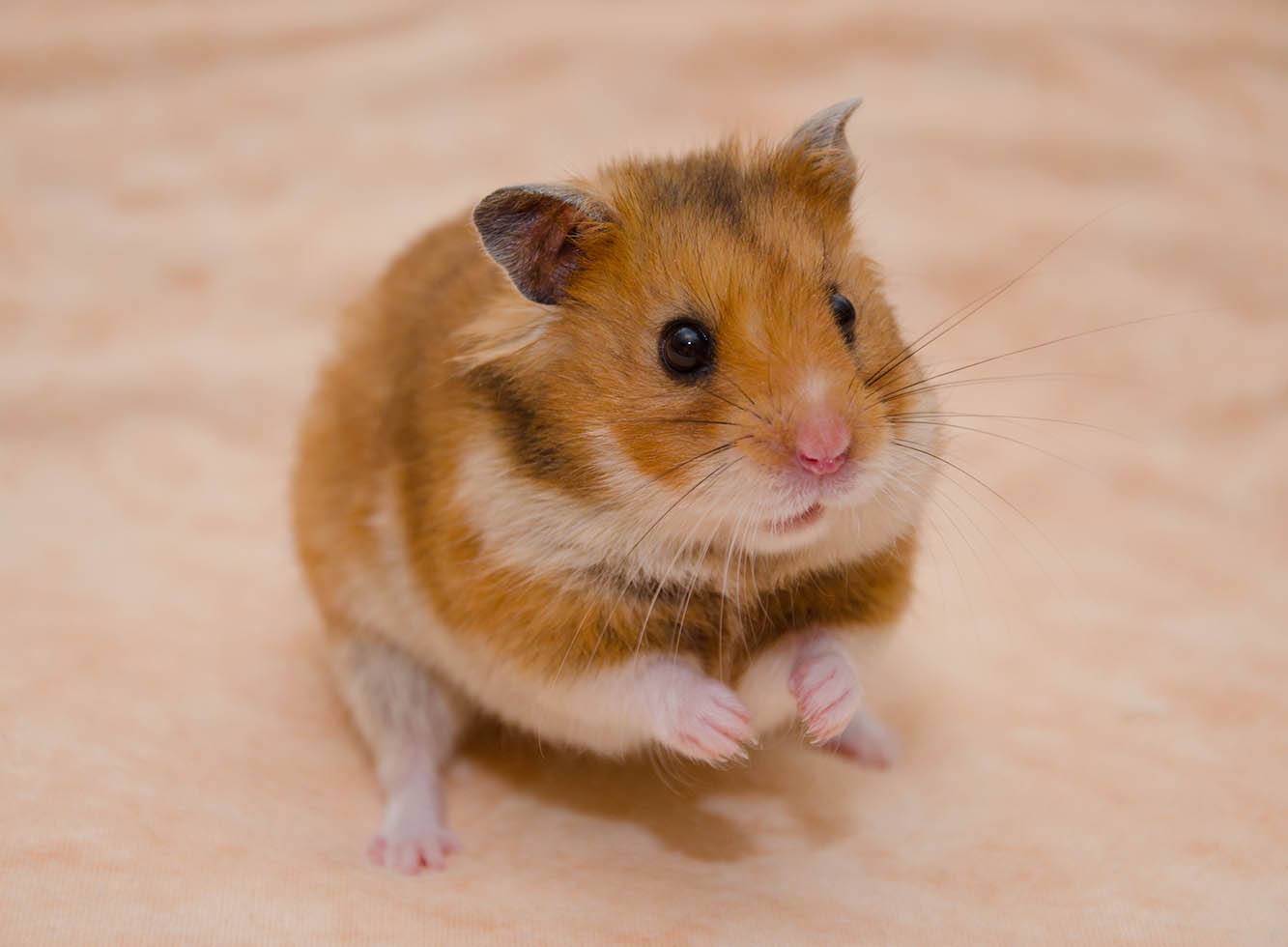hamster shaking