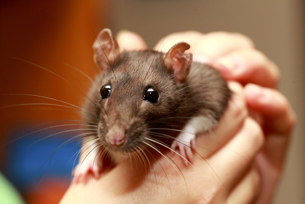 hand holding a rat