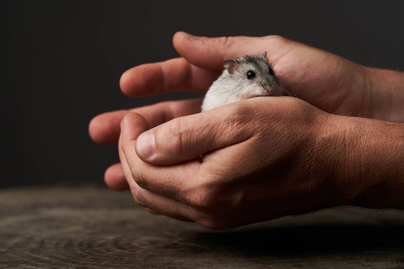 hand holding hamster