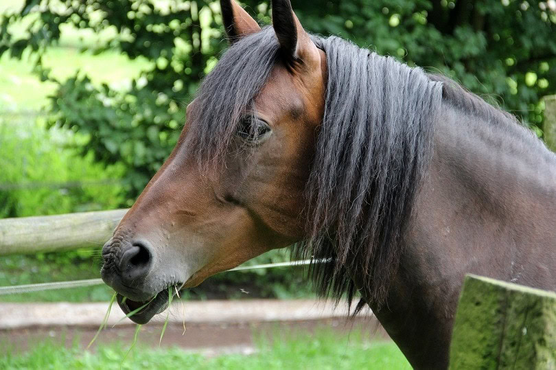 hanoverian
