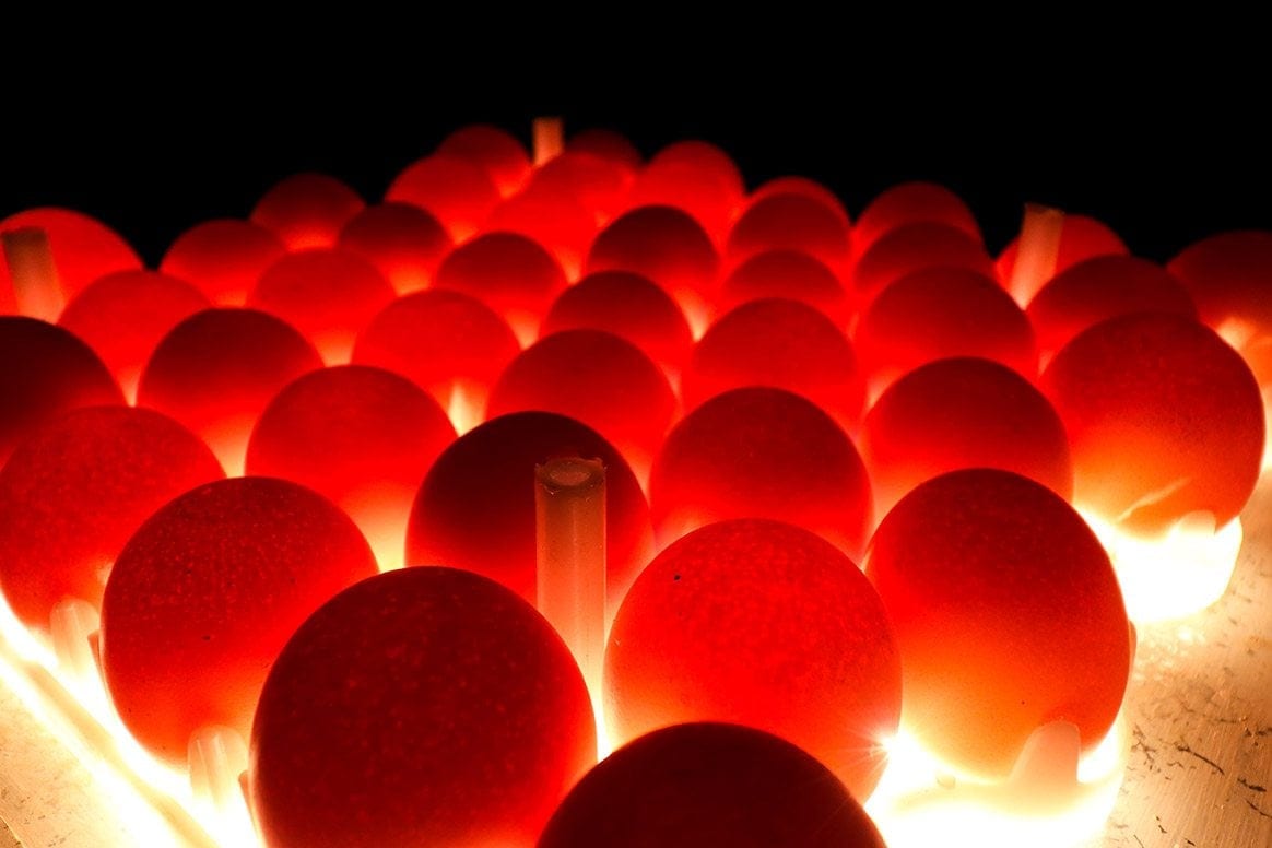 hatching eggs