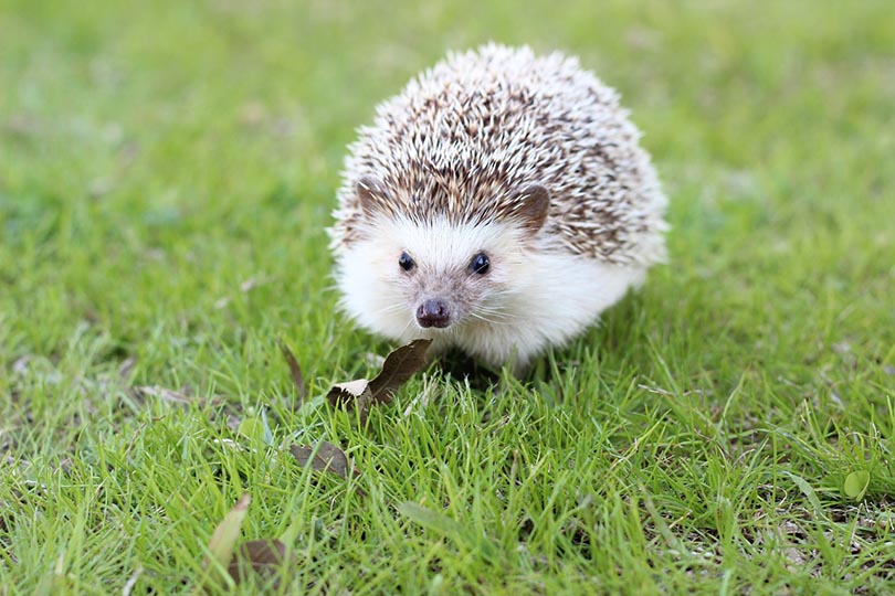hedgehog on the grass outdoor