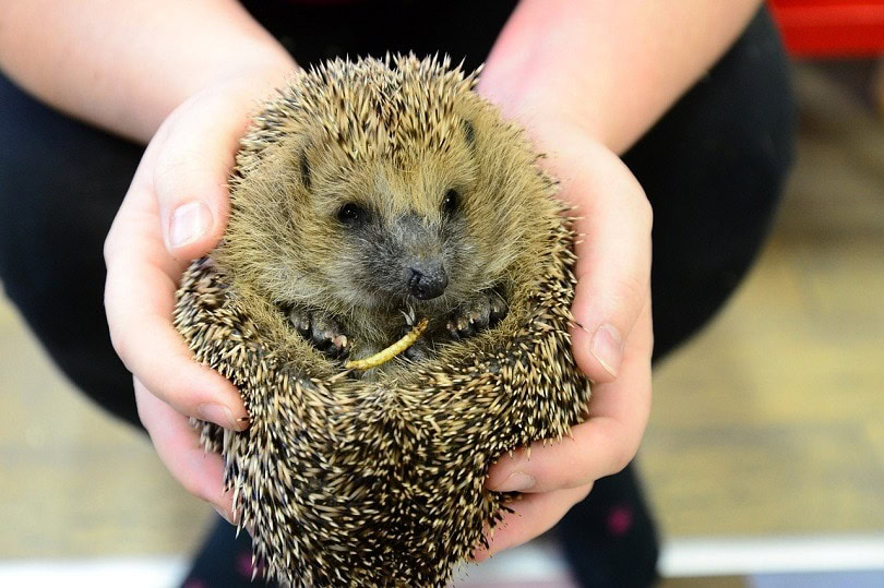 hedgehog-pixabay (2)