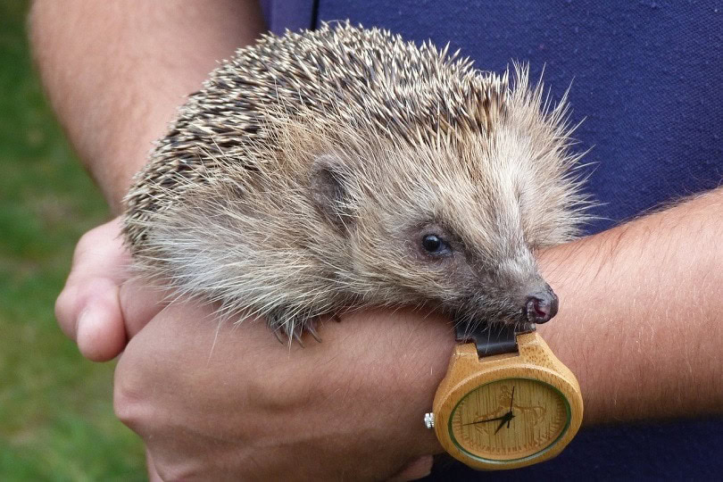 hedgehog_Meatle, Pixabay