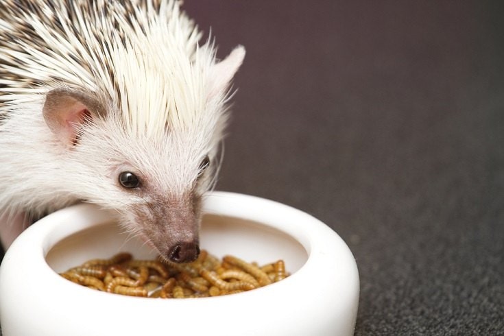 hedgehog