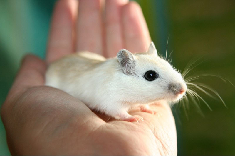 holding a hamster