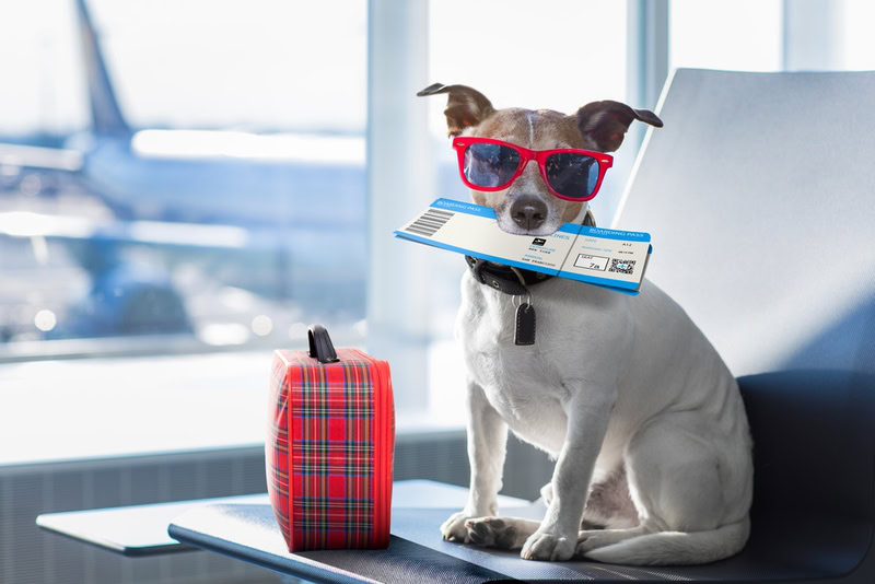 holiday vacation jack russell dog waiting in airport terminal ready to board the airplane