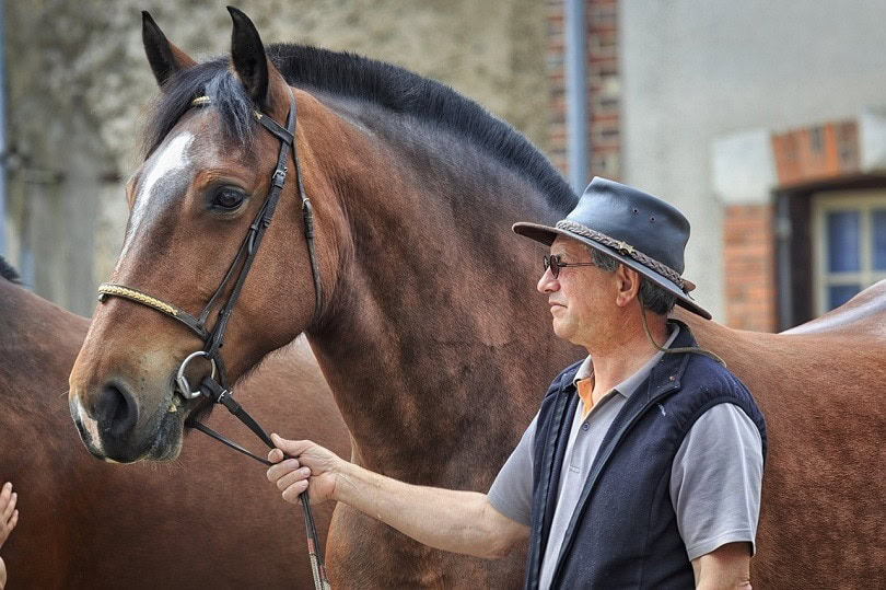horse-pixabay