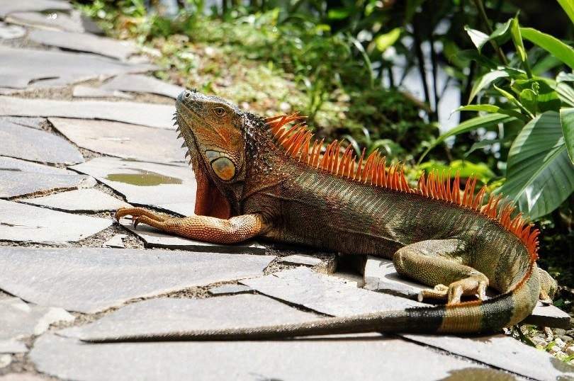 iguana reptile_Giancarlo Piccinato, Pixabay