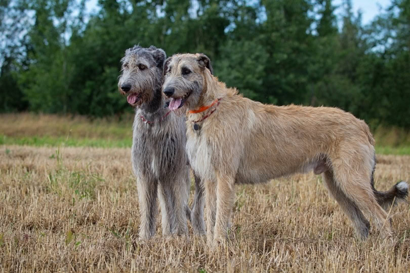 irish wolfhound_DragoNika_Shutterstock