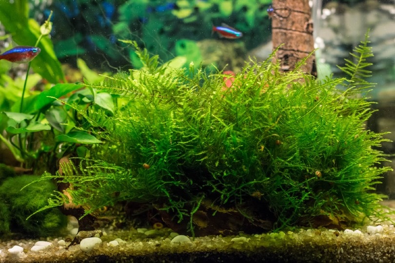 java moss in aquarium