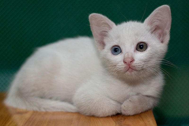khao manee kitten lying on a table