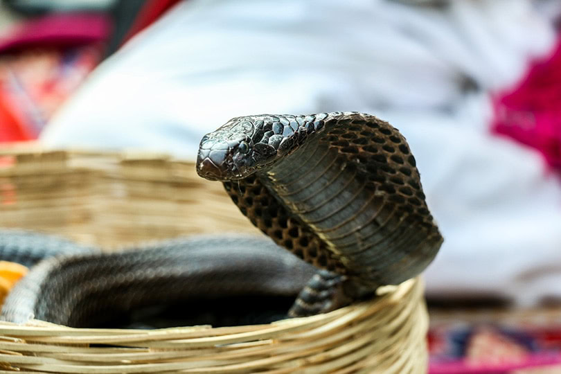 king cobra close up