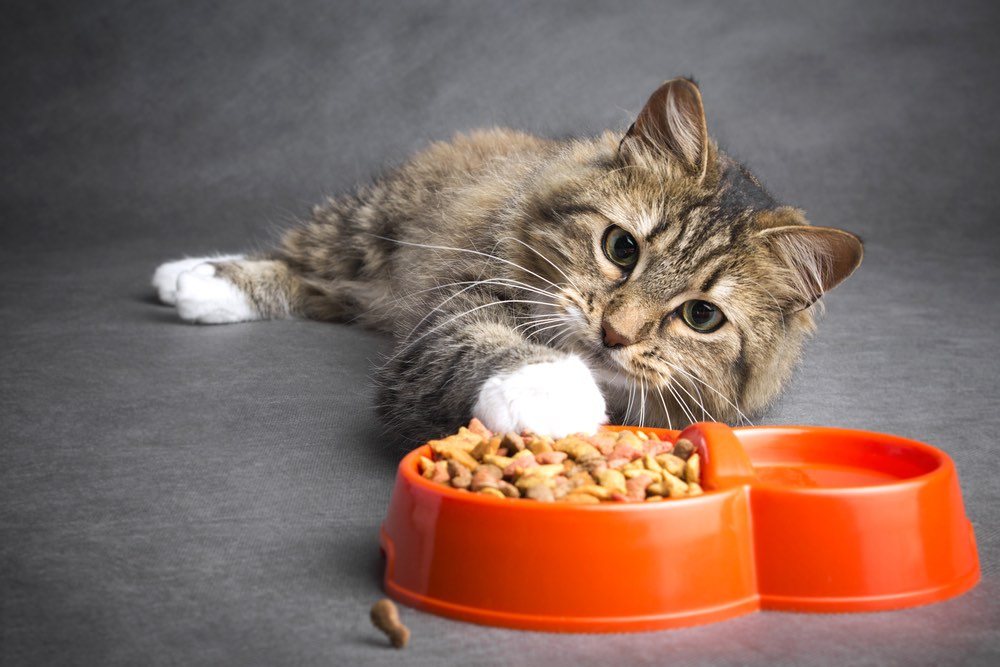 kitten with cat food