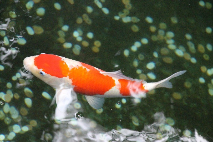 koi fish