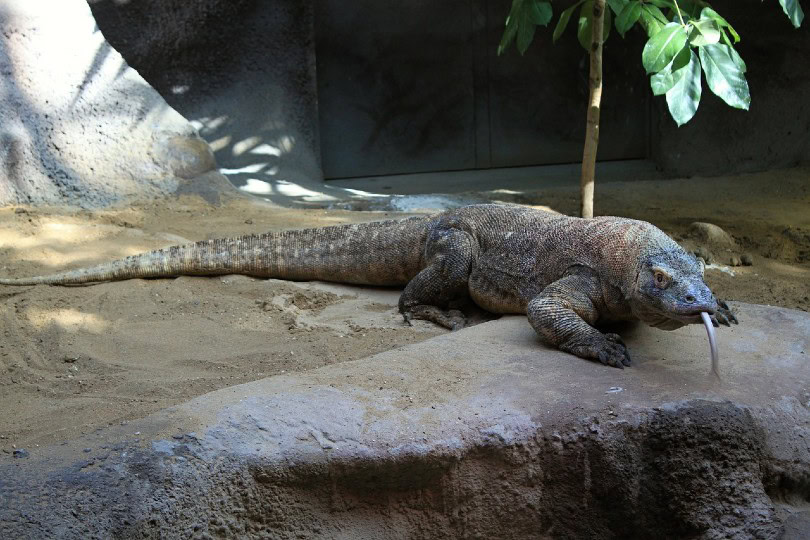 komodo dragon