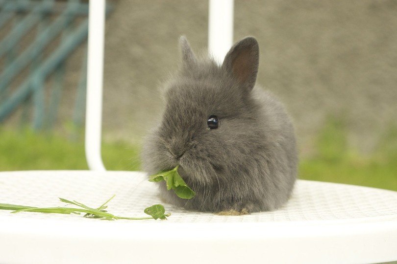  rabbit eating_Ludvicaam, Pixabay
