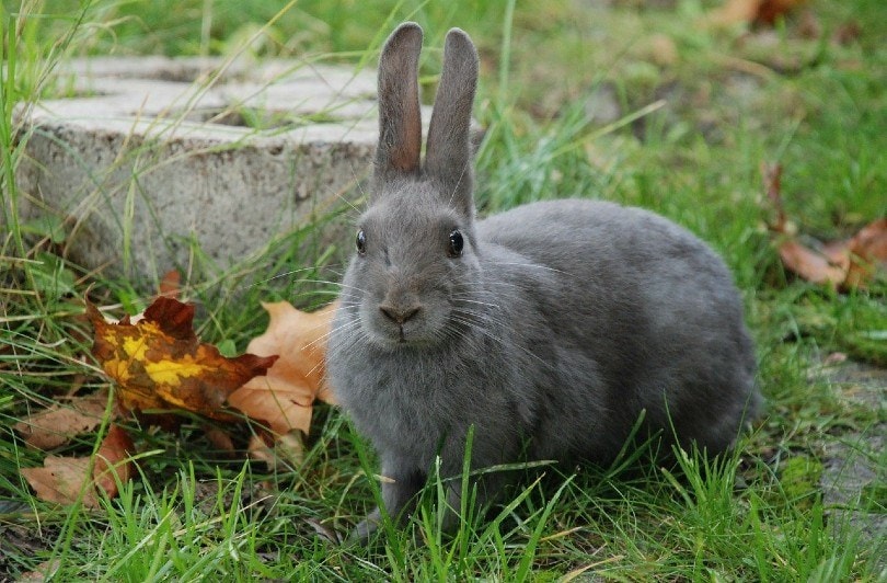 rabbit outdoor