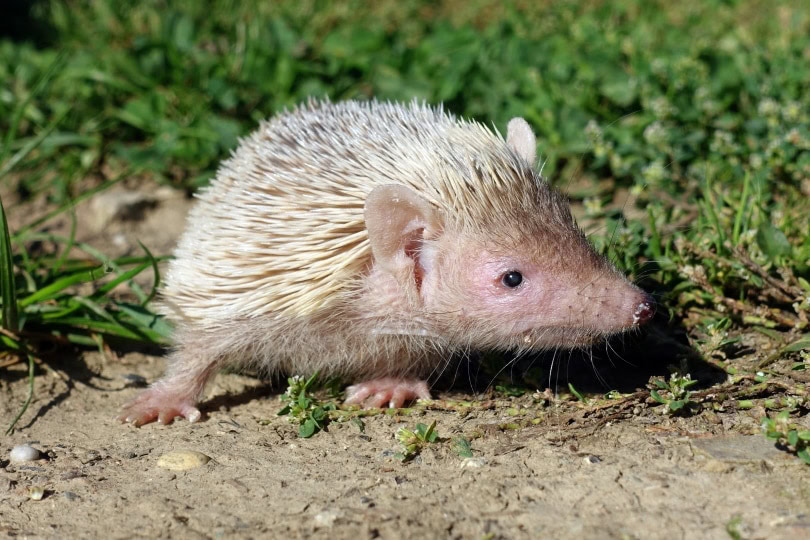 lasser hedgehog tenerec
