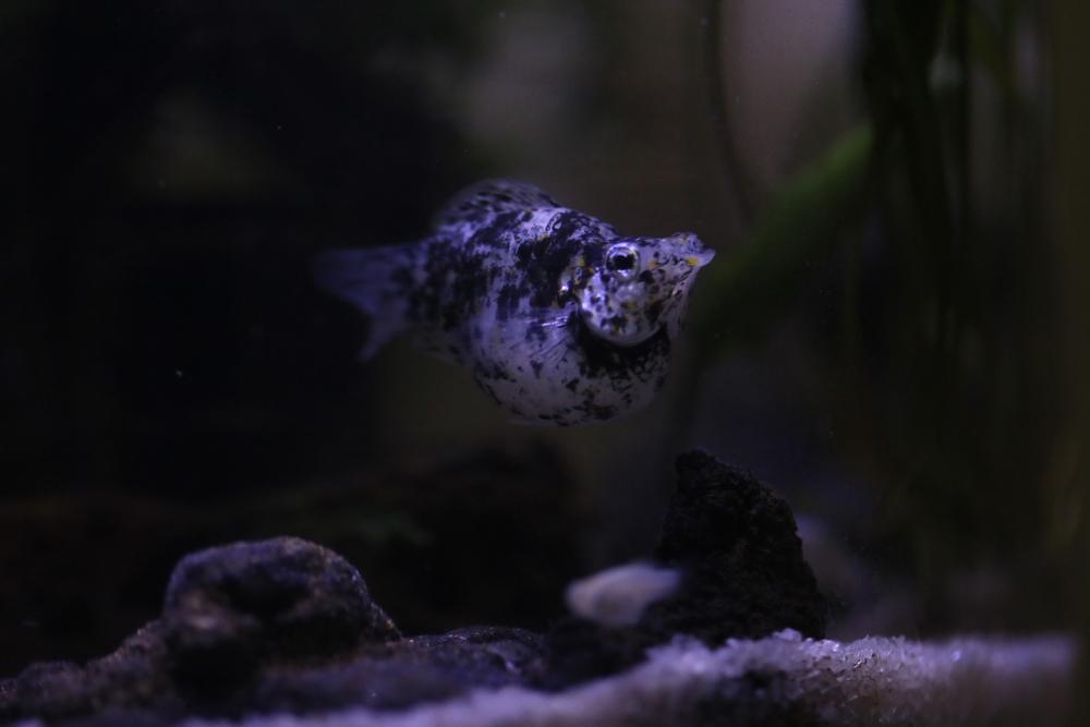 marble molly